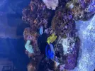 [TodoMarino.com] Alga en la roca del acuario marino