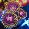 [TodoMarino.com] TOP Zoa Space Chaos