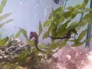 [TodoMarino.com] Pareja de caballitos de mar