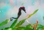 [TodoMarino.com] Pareja de caballitos de mar