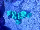 [TodoMarino.com] Cambio o vendo calaustreas azul y hulk