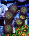 [TodoMarino.com] Zoanthus, rodacthis premium y más