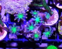 [TodoMarino.com] Zoanthus, rodacthis premium y más