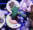[TodoMarino.com] Zoanthus, rodacthis premium y más
