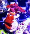 [TodoMarino.com] Zoanthus, rodacthis premium y más