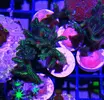 [TodoMarino.com] Zoanthus, rodacthis premium y más