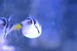 [TodoMarino.com] Regalo dos ocellaris y un canthigaster valentini. Barcelona