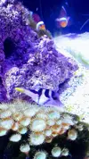 [TodoMarino.com] Regalo dos ocellaris y un canthigaster valentini. Barcelona