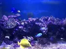 [TodoMarino.com] Zebrasoma flavescens