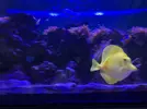 [TodoMarino.com] Zebrasoma flavescens