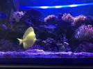 [TodoMarino.com] Zebrasoma flavescens