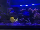 [TodoMarino.com] Zebrasoma flavescens