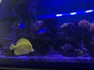 [TodoMarino.com] Zebrasoma flavescens