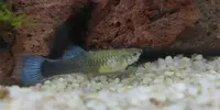 [TodoMarino.com] Guppys enfermos sos