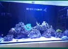 [TodoMarino.com] Donde colocar coral