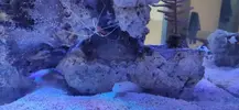 [TodoMarino.com] Nuevo acuario blau 238 L