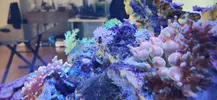 [TodoMarino.com] Nuevo acuario blau 238 L