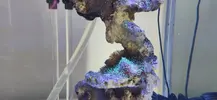 [TodoMarino.com] Nuevo acuario blau 238 L