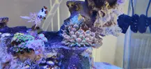 [TodoMarino.com] Nuevo acuario blau 238 L