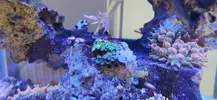 [TodoMarino.com] Nuevo acuario blau 238 L