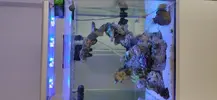 [TodoMarino.com] Nuevo acuario blau 238 L