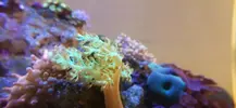 [TodoMarino.com] Nuevo acuario blau 238 L