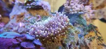 [TodoMarino.com] Nuevo acuario blau 238 L