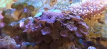 [TodoMarino.com] Nuevo acuario blau 238 L