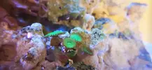 [TodoMarino.com] Nuevo acuario blau 238 L