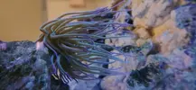 [TodoMarino.com] Nuevo acuario blau 238 L