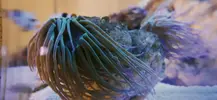 [TodoMarino.com] Nuevo acuario blau 238 L
