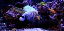 [TodoMarino.com] Pomacanthus Imperator