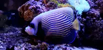 [TodoMarino.com] Pomacanthus Imperator