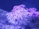 [TodoMarino.com] coral pachyclavularia
