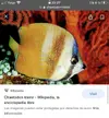 [TodoMarino.com] Chaetodon kleiini
