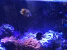 [TodoMarino.com] Chaetodon kleiini