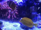 [TodoMarino.com] Chaetodon kleiini