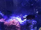 [TodoMarino.com] Chaetodon kleiini