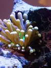 [TodoMarino.com] 450l en droop off 1.0