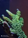 [TodoMarino.com] 450l en droop off 1.0
