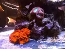 [TodoMarino.com] 450l en droop off 1.0