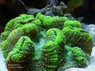 [TodoMarino.com] 450l en droop off 1.0