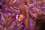[TodoMarino.com] puesta de ocellaris