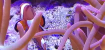 [TodoMarino.com] puesta de ocellaris