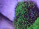 [TodoMarino.com] Pachi, kenya fluor, zoanthus, Sarco...