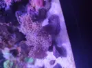 [TodoMarino.com] Pachi, kenya fluor, zoanthus, Sarco...
