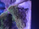 [TodoMarino.com] Pachi, kenya fluor, zoanthus, Sarco...