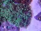[TodoMarino.com] Pachi, kenya fluor, zoanthus, Sarco...
