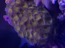 [TodoMarino.com] Protopalythoas Amarillas en Torrente-Valencia.