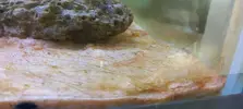 [TodoMarino.com] Algas o cianobacterias???